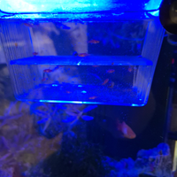 Platy e Molly