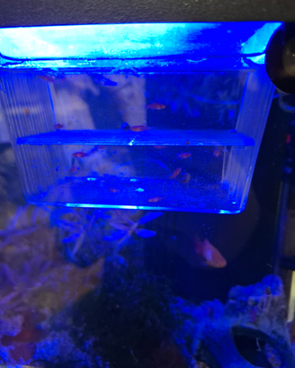 Platy e Molly
