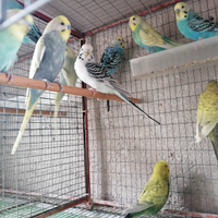 COCORITE, pappagalli da compagnia eccezionali