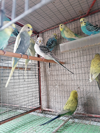 COCORITE, pappagalli da compagnia eccezionali