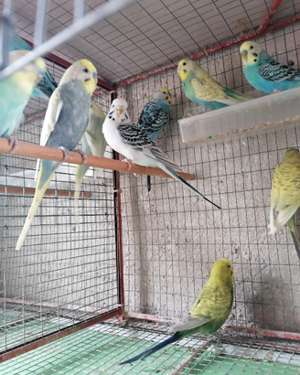 COCORITE, pappagalli da compagnia eccezionali
