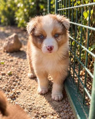 Cuccioli Australian Shepherd (pastore australiano)
