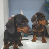 Cuccioli di bassotto