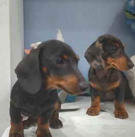 Cuccioli di bassotto