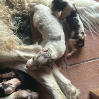 Sono arrivati