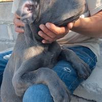 Cane corso