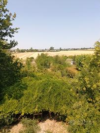 Terreno Agricolo 3 Biolche pari 9000 metri