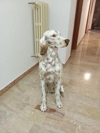 Statua Setter 80 cm