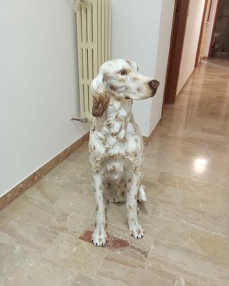 Statua Setter 80 cm
