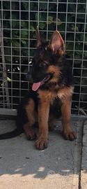Cuccioli Pastore Tedesco 3 mesi