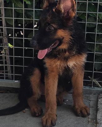 Cuccioli Pastore Tedesco 3 mesi