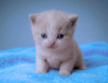 British Shorthair cucciolo