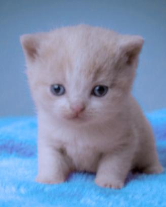 British Shorthair cucciolo