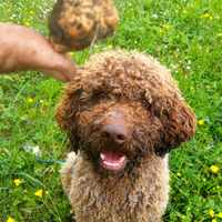 Addestro cani da tartufo