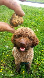Addestro cani da tartufo