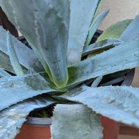 Pianta grassa Agave americana