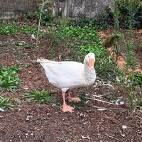 Oca romagnola maschio
