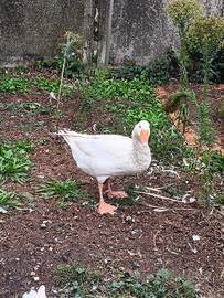 Oca romagnola maschio