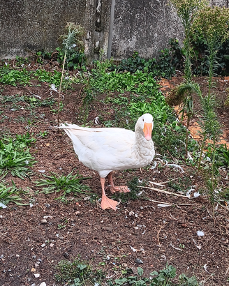 Oca romagnola maschio