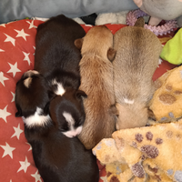 Cuccioli incrocio chihuahua