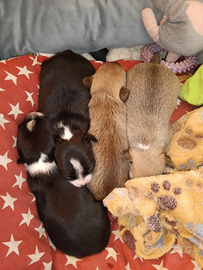 Cuccioli incrocio chihuahua