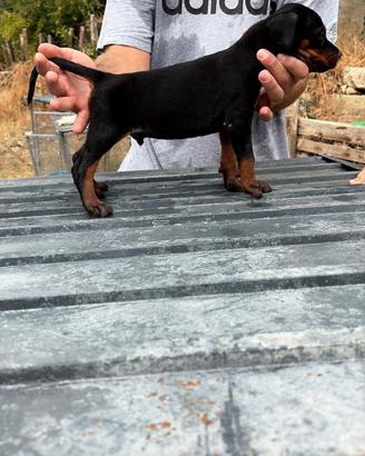 dobermann 