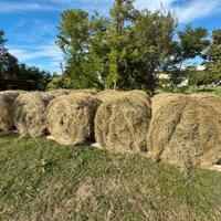 Balle di fieno