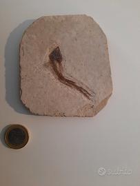 Fossile pesce