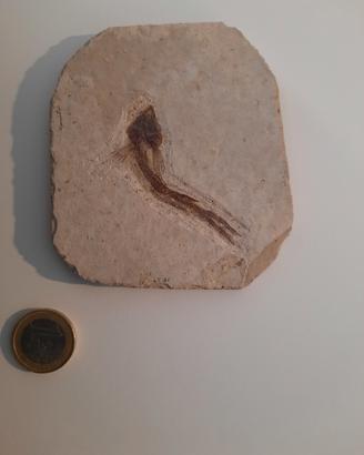 Fossile pesce