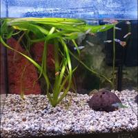 Acquario 