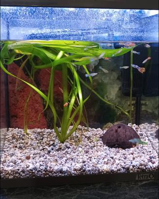 Acquario 