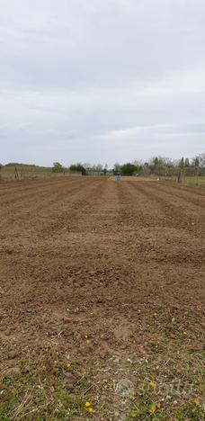 Terreno AGRICOLO