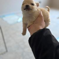 Chiuhuhua pelo lungo