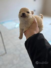 Chiuhuhua pelo lungo