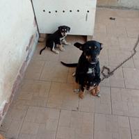 Animali