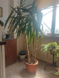 Pianta da appartamento (yucca)