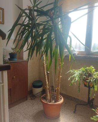 Pianta da appartamento (yucca)