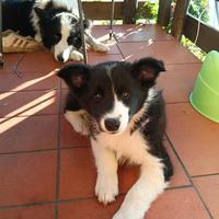 Ciccioli border collie