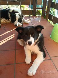 Ciccioli border collie