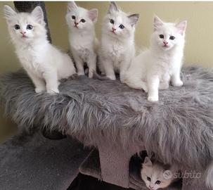 Cuccioli di Razza Ragdoll disponibili