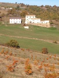Azienda agricola 130 ha