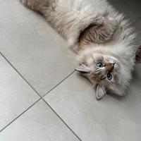 Siberiano neva per monta