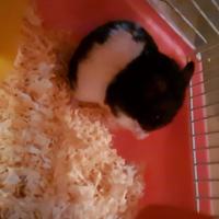 Criceto dorato cuccioli