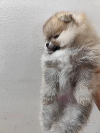 Pomerania