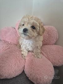 Maltipoo albicocca