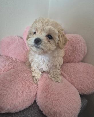 Maltipoo albicocca