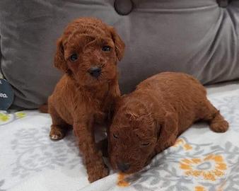 Barboncini taglia Toy con pedigree enci