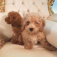 Barboncini taglia Toy