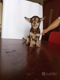 Chiwawa