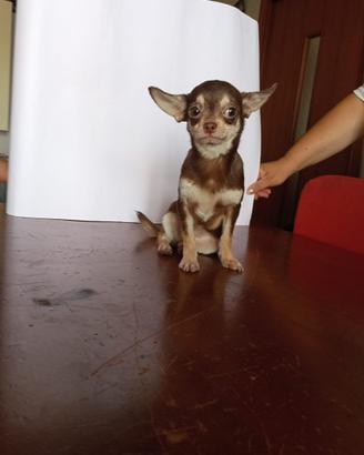 Chiwawa